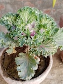 A potted ornamental cabbage plant with curly, frilled green leaves, and hints of purple in the center. The plant is placed in a clay pot with visible soil, set against a blurred earthy background.