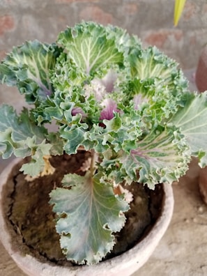 A potted ornamental cabbage plant with curly, frilled green leaves, and hints of purple in the center. The plant is placed in a clay pot with visible soil, set against a blurred earthy background.