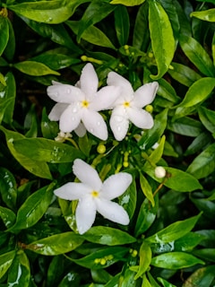 Visual of 'snowfall in a jade pool' effect with jasmine flowers floating atop green tea.