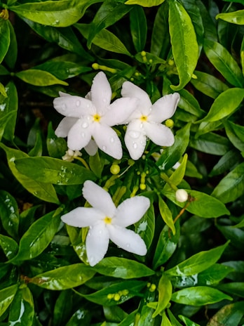 Visual of 'snowfall in a jade pool' effect with jasmine flowers floating atop green tea.