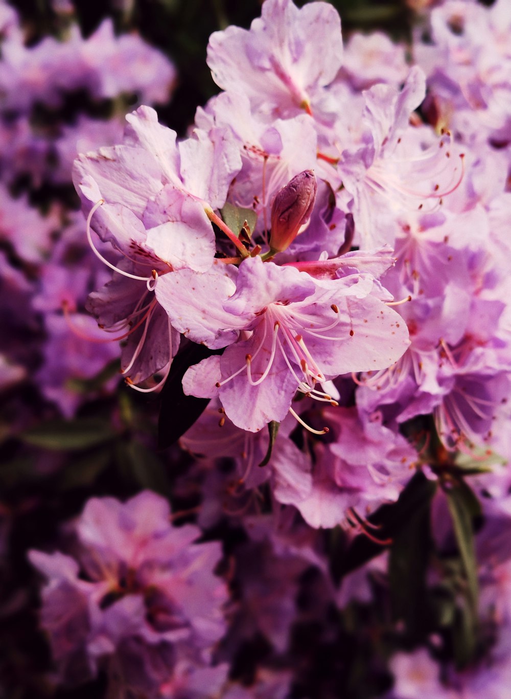 a bunch of purple flowers that are blooming