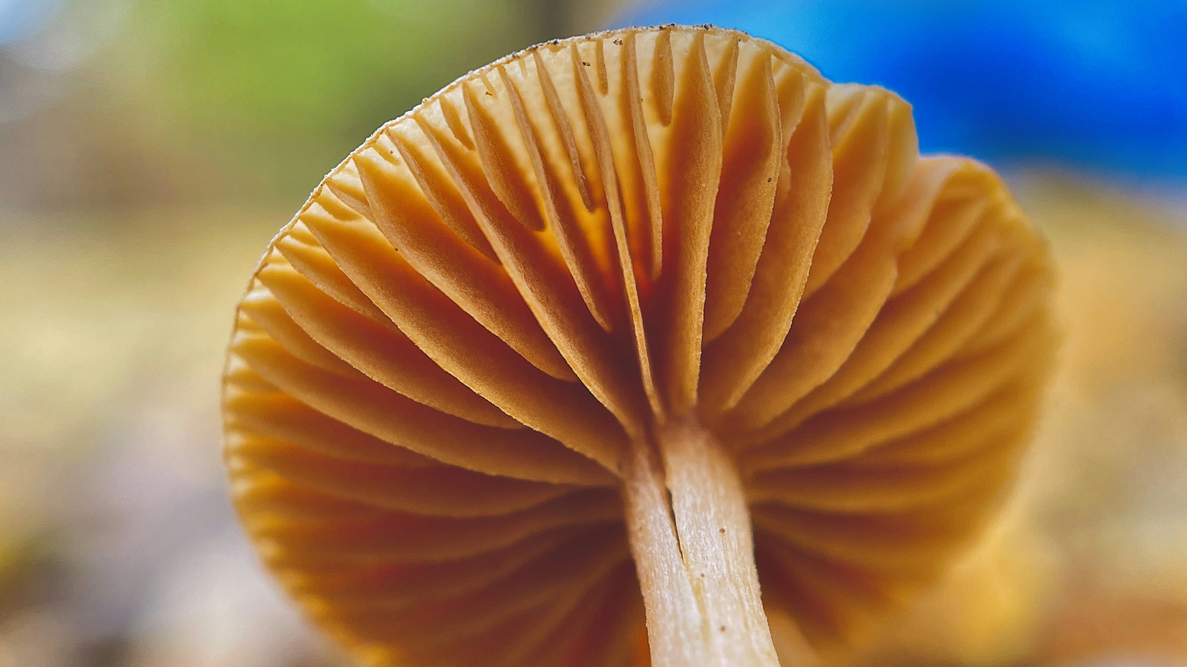 Mushroom Supplements: How to Spot Quality in a Crowded Market