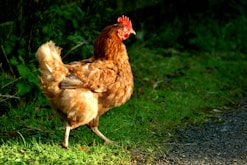 a brown chicken standing on top of a grass covered field