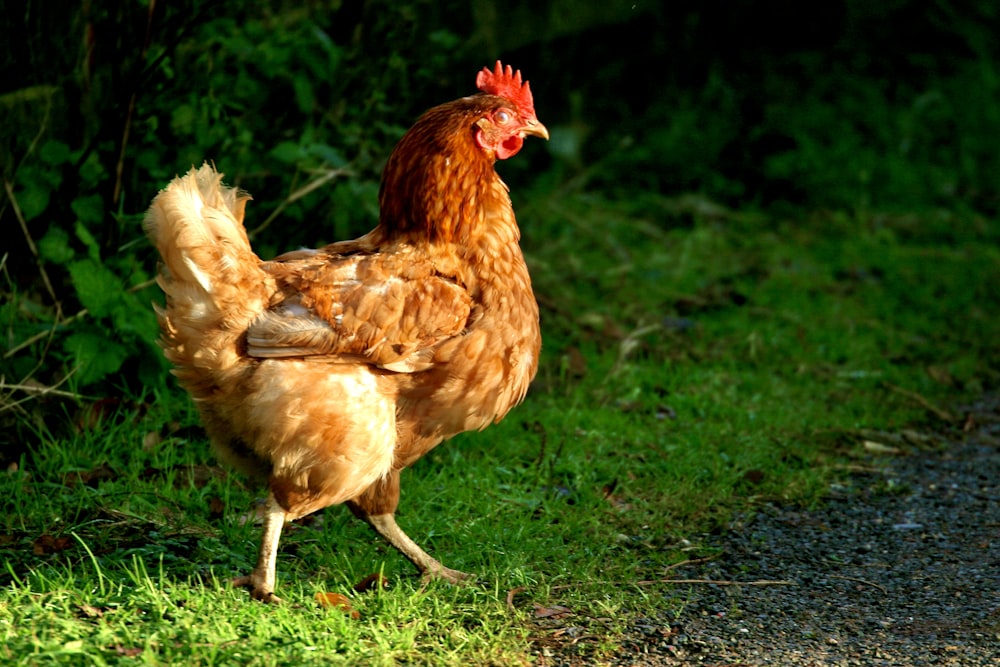 Un pollo marrone in piedi in cima a un campo coperto di erba