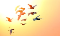 A flock of birds flying gracefully against a sunset sky.