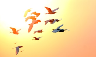 A flock of birds flying gracefully against a sunset sky.