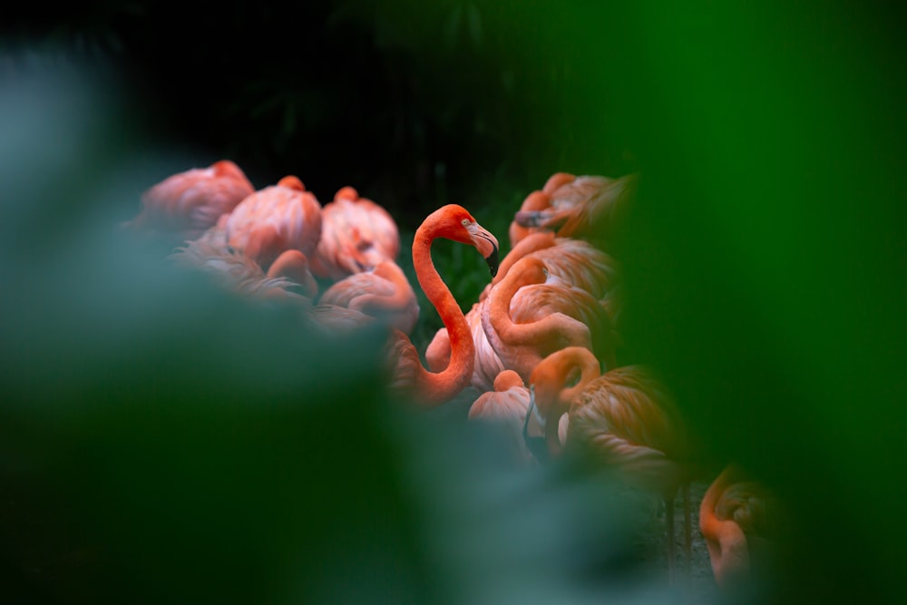 a group of flamingos standing in a group together