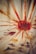 A vibrant design featuring a central red circle with orange extensions radiating outward. Several colorful handprints in shades of red, yellow, and brown are scattered across a light background, creating a dynamic and artistic pattern.
