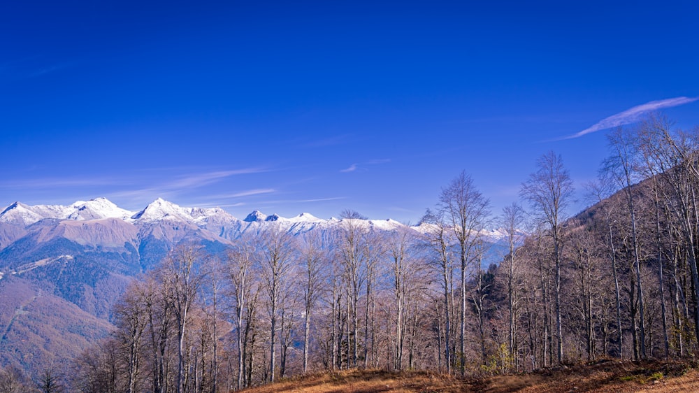 a view of a mountain range with trees and mountains in the background