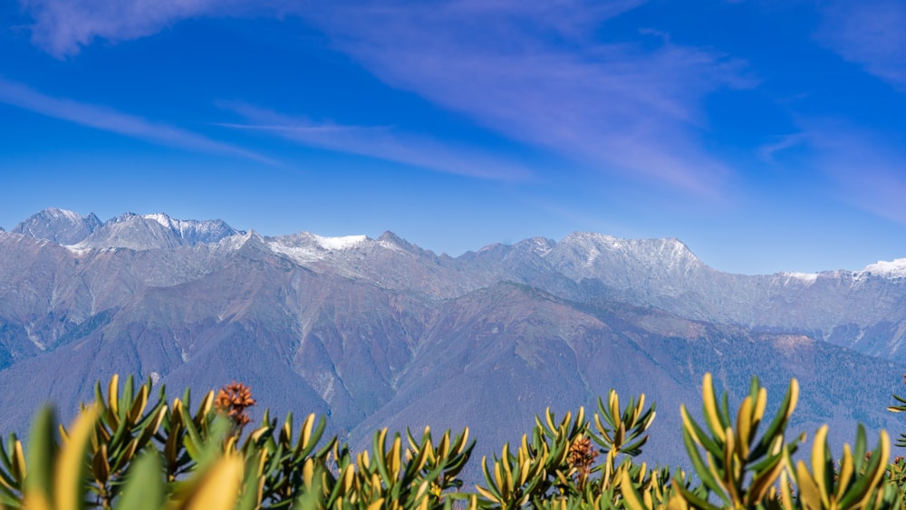 a view of a mountain range with trees in the foreground