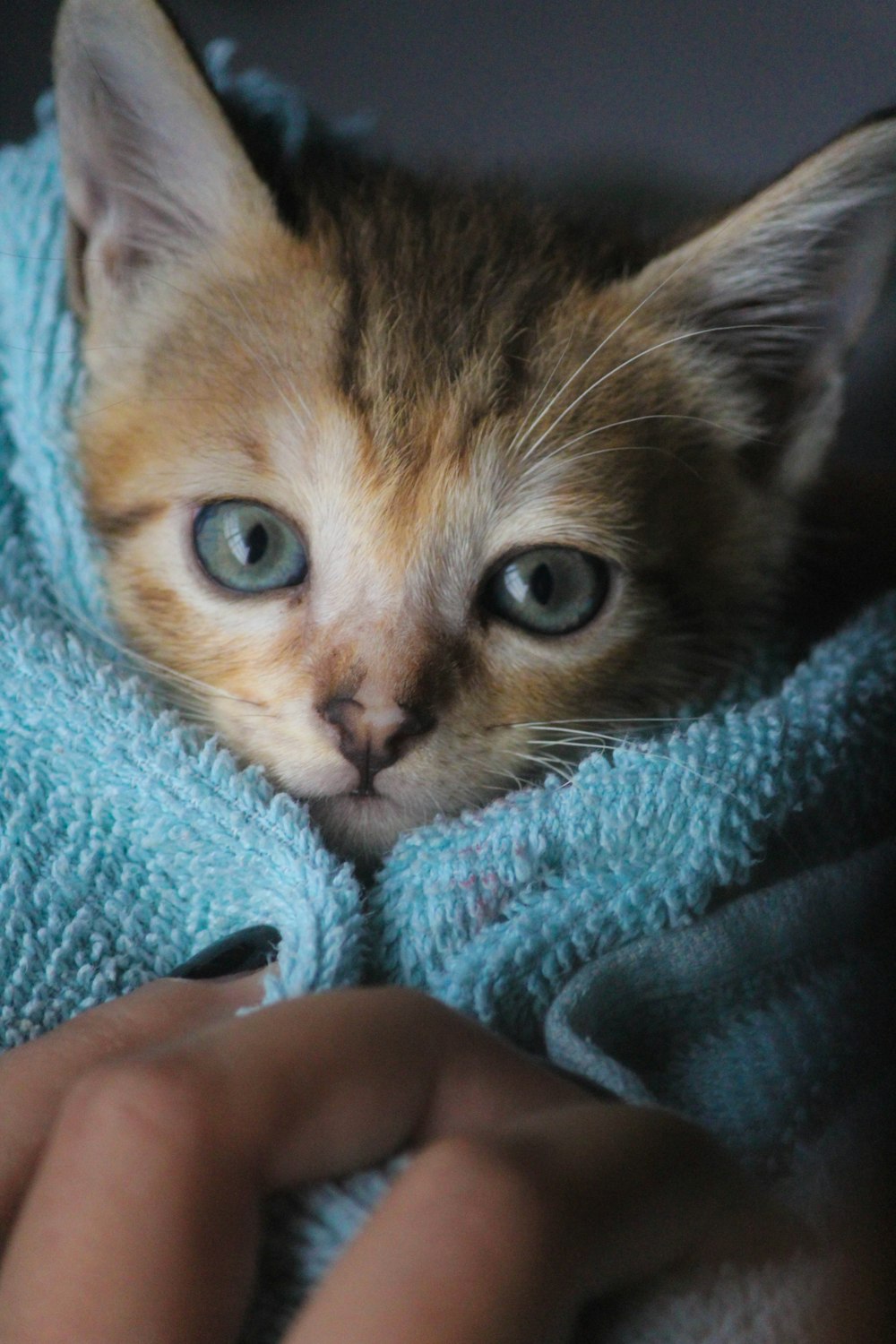 a small kitten is wrapped up in a blanket
