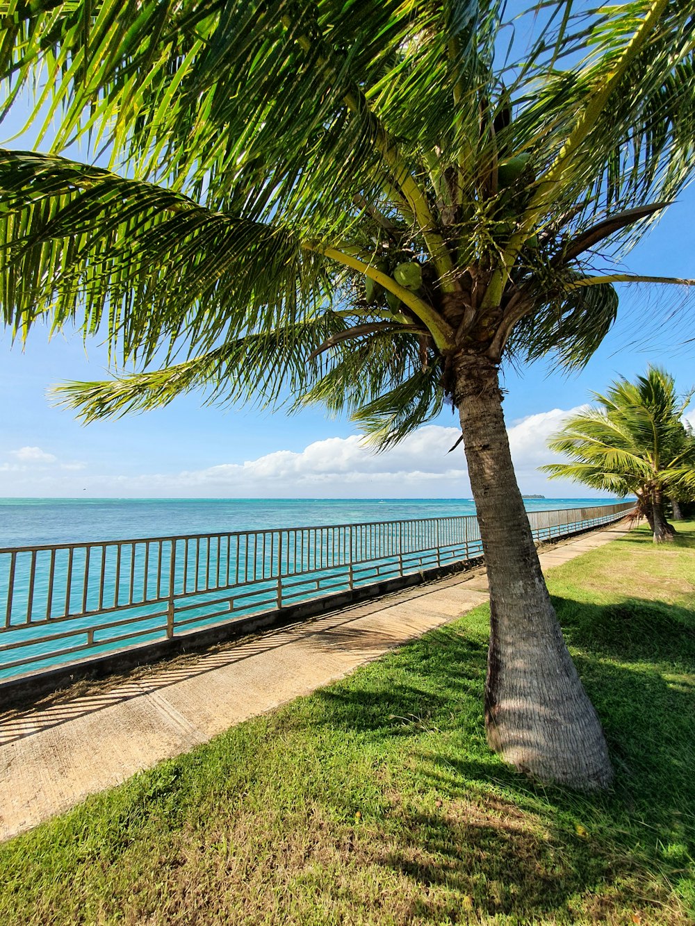 a palm tree next to the ocean on a sunny day