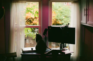 A cozy office desk with a laptop, a plant, and a cat curiously watching nearby.