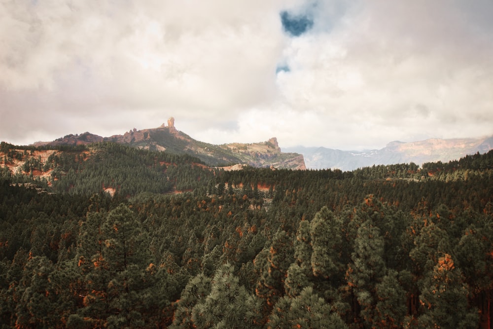 a view of a forest with mountains in the background