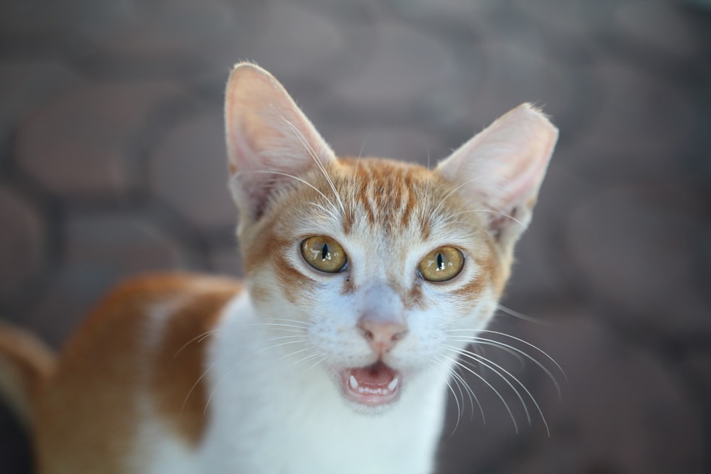 a close up of a cat with its mouth open