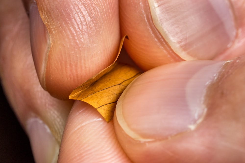 a person holding a yellow leaf in their hand