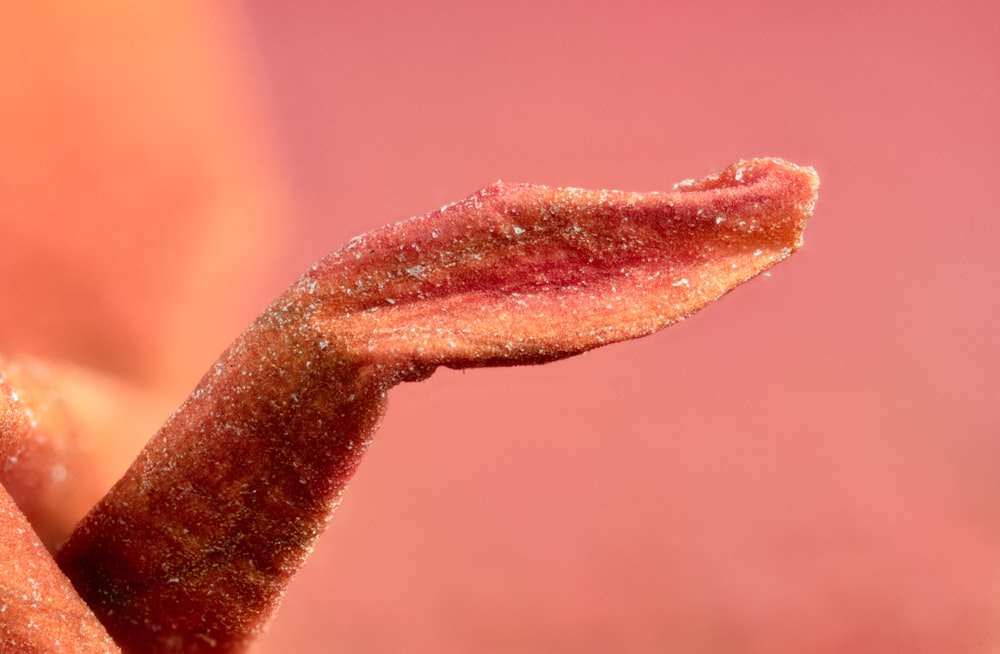 a close up of a person's lip and tongue