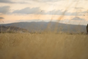 A serene Colorado foothill at dawn with soft light illuminating native grasses.