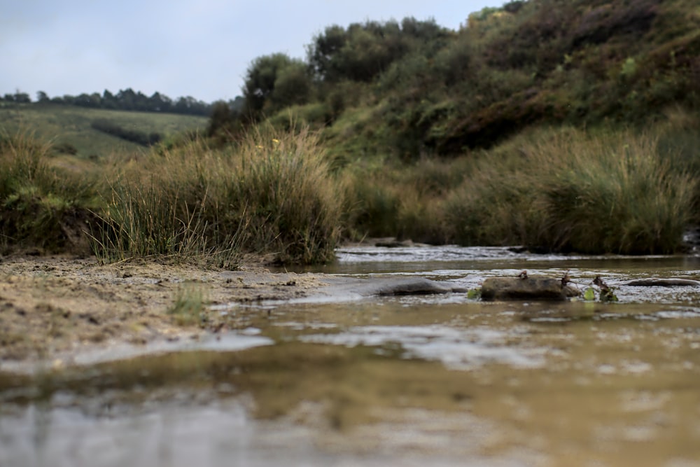 a small stream running through a lush green hillside