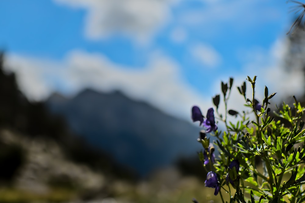 un buisson avec des fleurs violettes au premier plan et des montagnes en arrière-plan