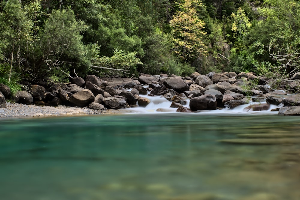 a river running through a lush green forest