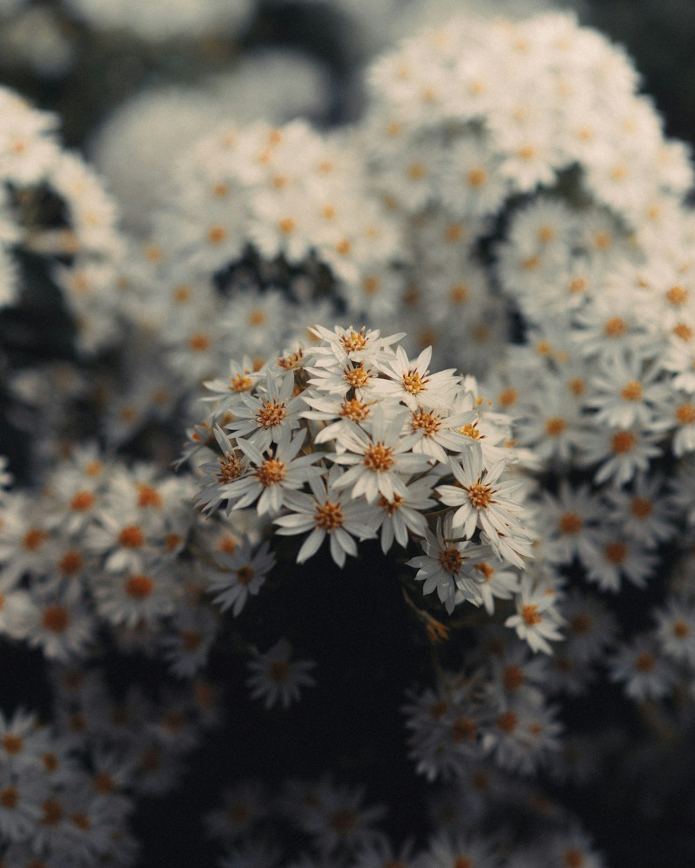 a bunch of white flowers with orange centers