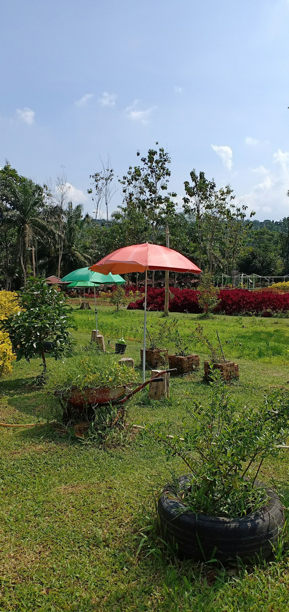 two umbrellas are in the middle of a garden