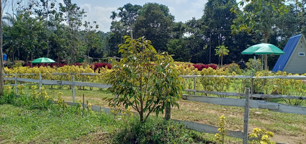 a fenced in area with a small tree in the middle of it