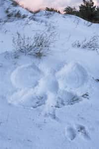 Snow Angel | 25 Days Till Christmas Poetry Edition  snow stories