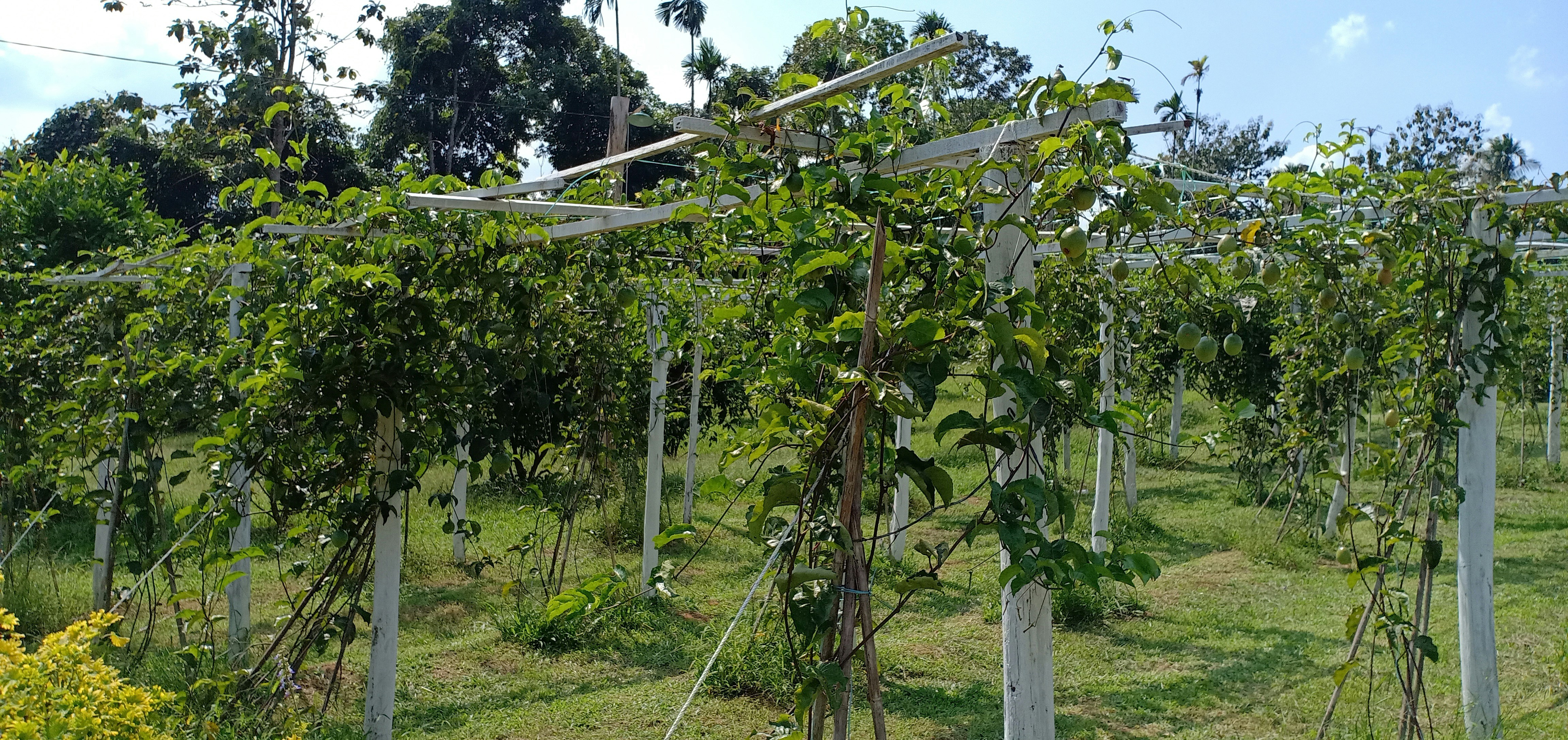 몬스테라 가지치기 방법 및 수경 재배 이미지2