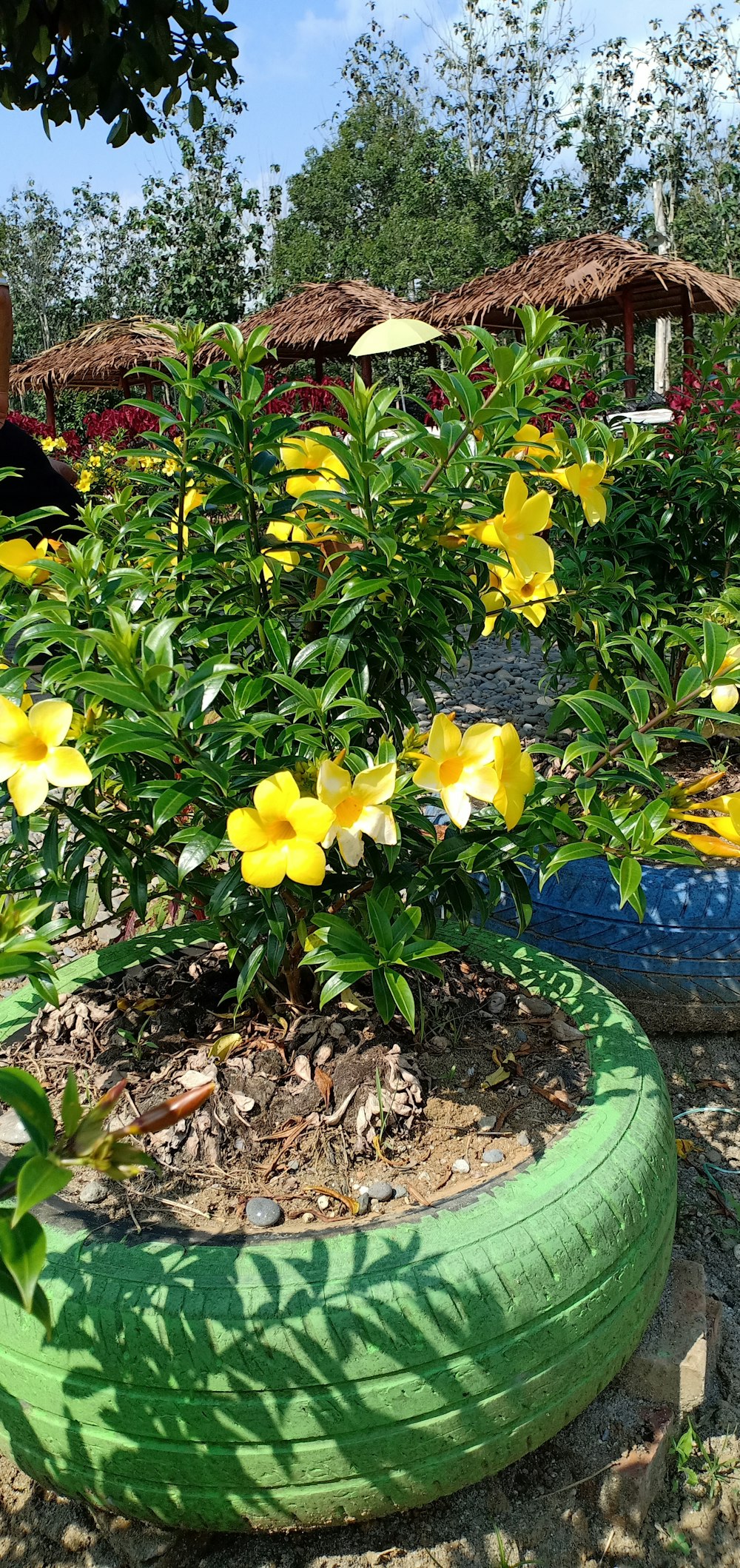 a plant with yellow flowers in a garden