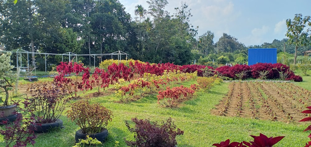 a garden filled with lots of different types of flowers