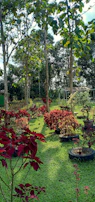 A lush terrace garden filled with various potted plants basking in the sunlight.