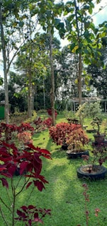 A lush garden with mint green foliage and blooming flowers in beige pots on a sunny day