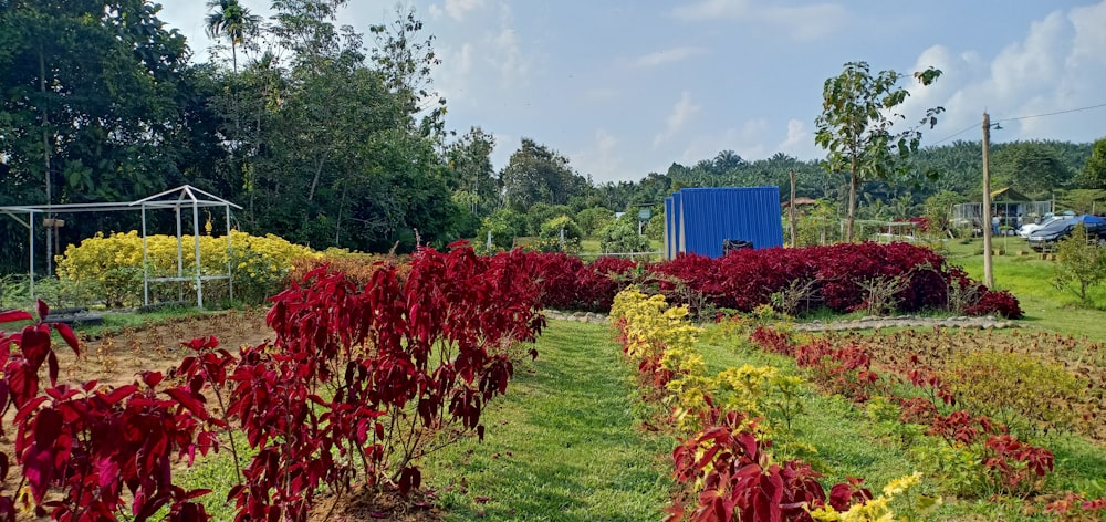 a garden filled with lots of red plants