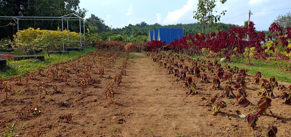 Un camino de tierra en medio de un jardín