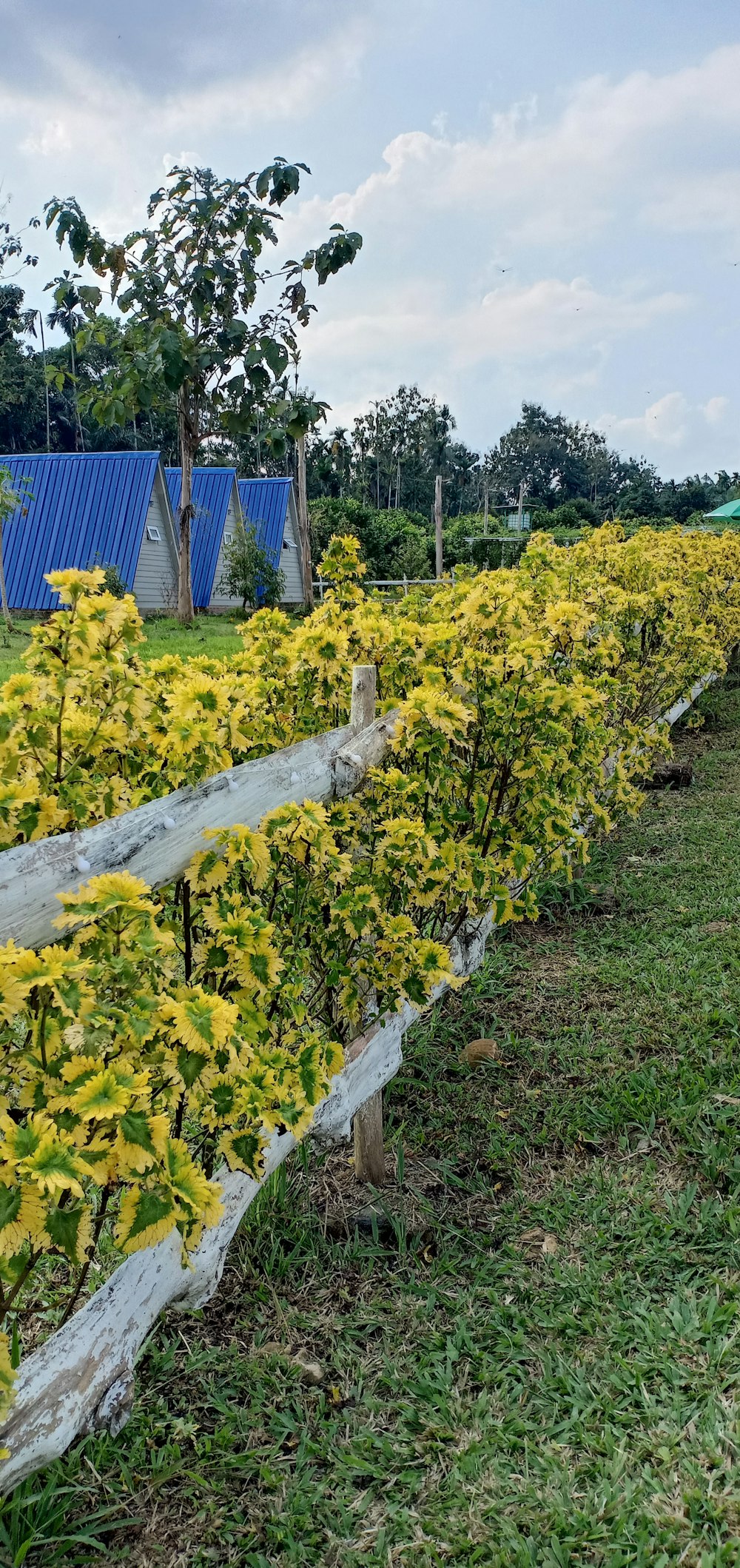 a row of yellow flowers in a field