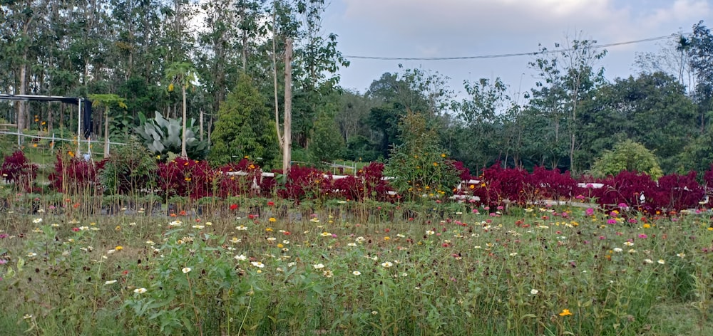 a close up of a lush green field