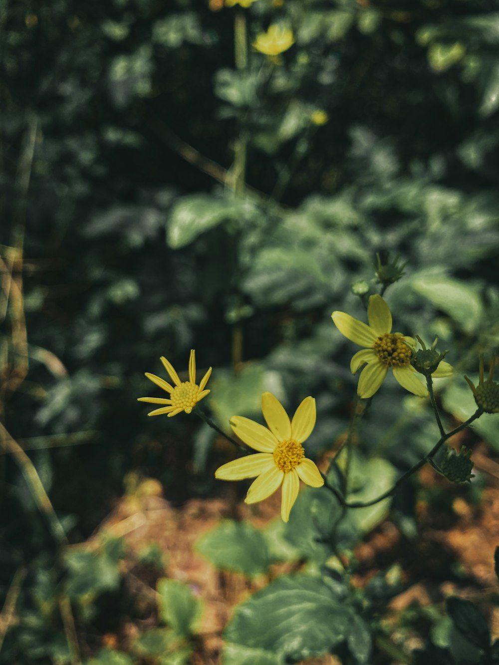 a group of yellow flowers growing in a forest