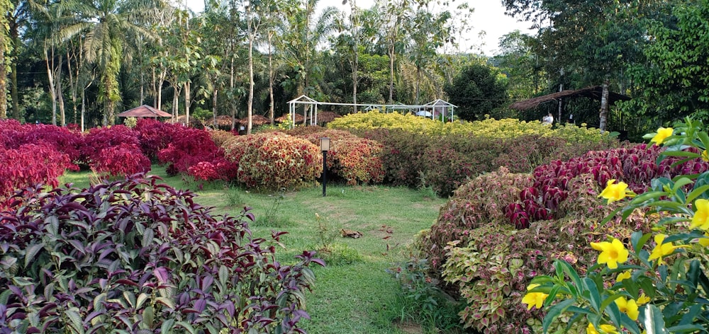 a close up of a flower garden