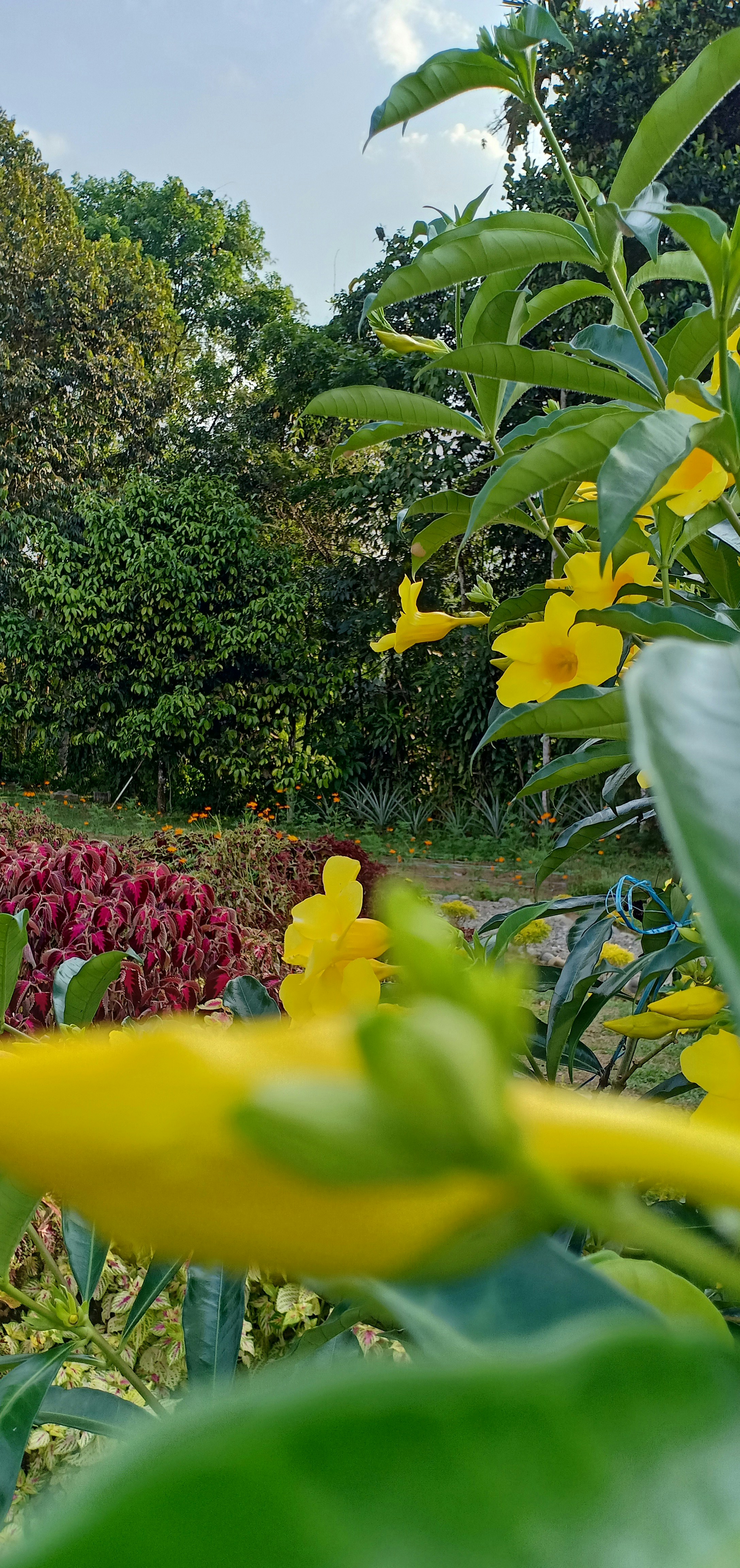 Natural pest control gardening - Pest-Resistant Garden Design