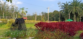A vibrant garden landscape features lush green and red foliage. In the foreground, there is a structure covered with netting surrounded by various plants and flowers. The background shows a field of yellow plants and several tall trees, along with two colorful umbrellas providing shade.