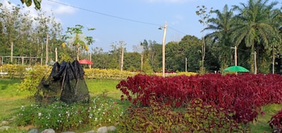 A vibrant garden landscape features lush green and red foliage. In the foreground, there is a structure covered with netting surrounded by various plants and flowers. The background shows a field of yellow plants and several tall trees, along with two colorful umbrellas providing shade.