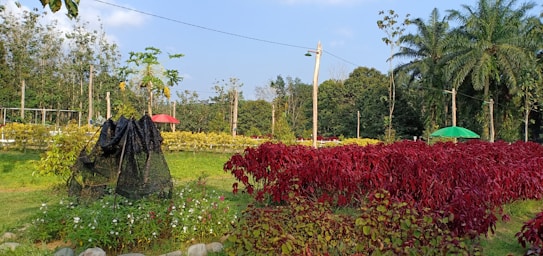 A vibrant garden landscape features lush green and red foliage. In the foreground, there is a structure covered with netting surrounded by various plants and flowers. The background shows a field of yellow plants and several tall trees, along with two colorful umbrellas providing shade.