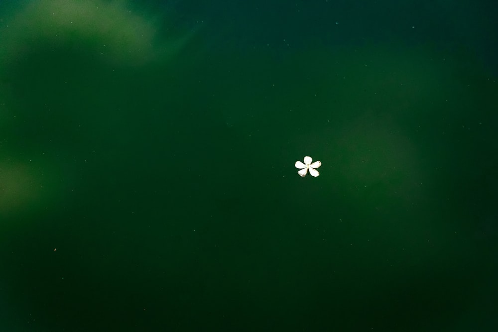 Una flor blanca flotando en un lago verde