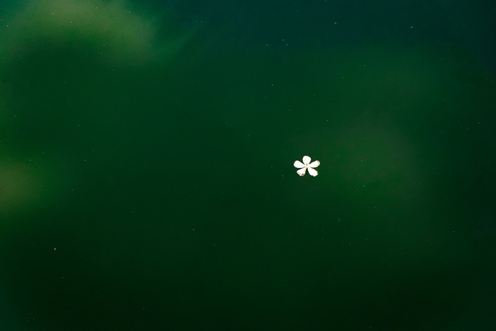 a white flower floating in a green lake