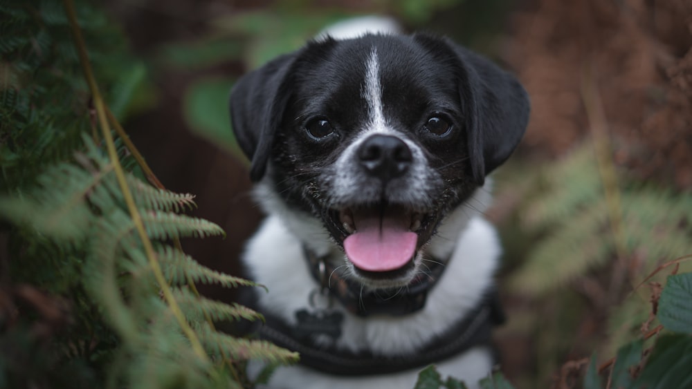 a close up of a dog