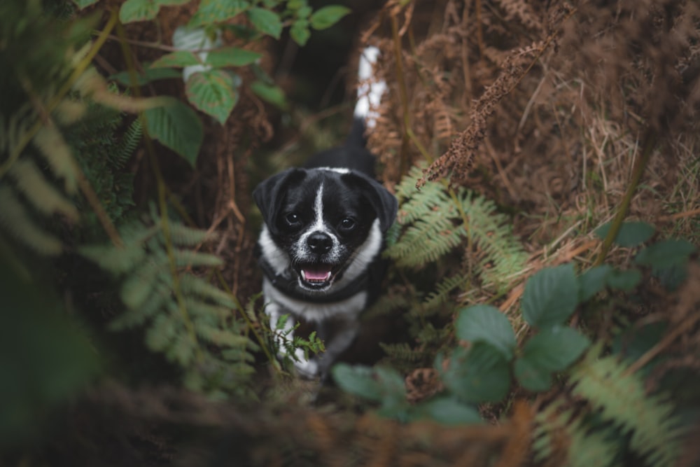 a dog looking at the camera