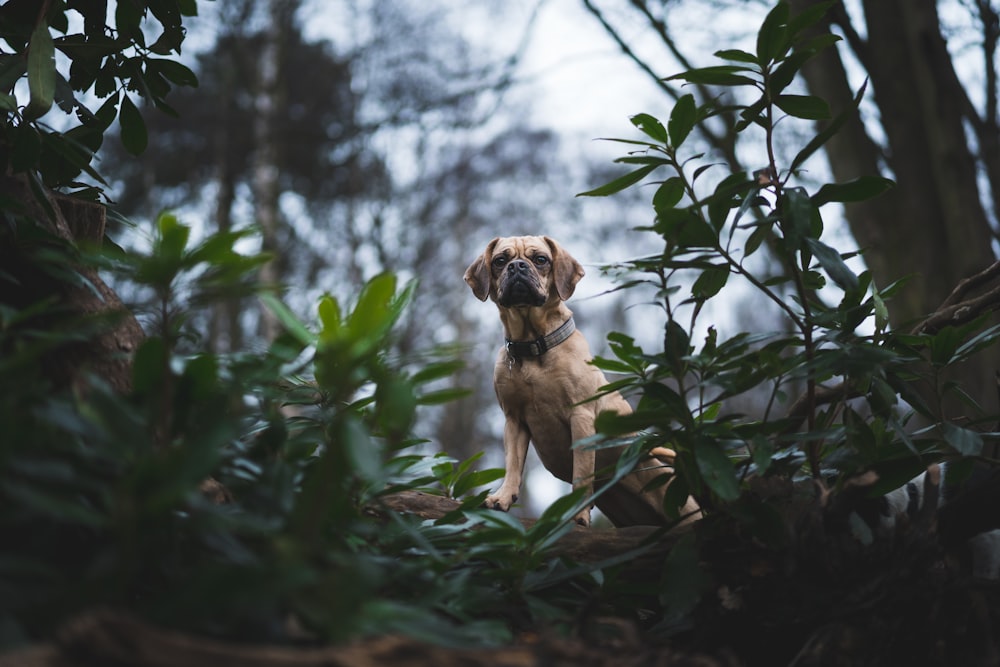 a dog standing next to a tree