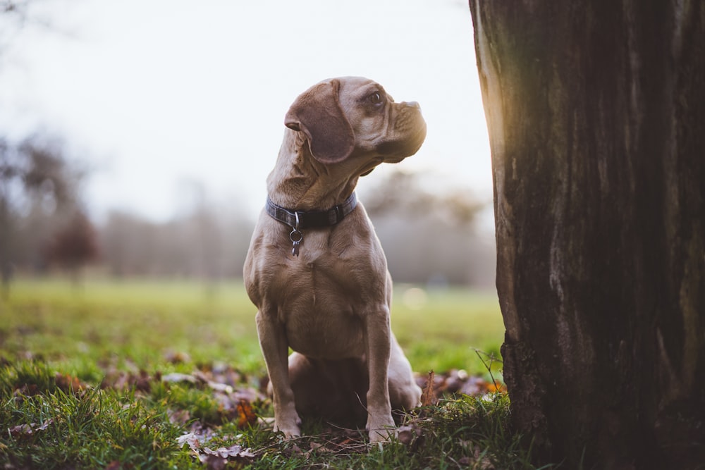 a dog sitting on top of a grass covered field